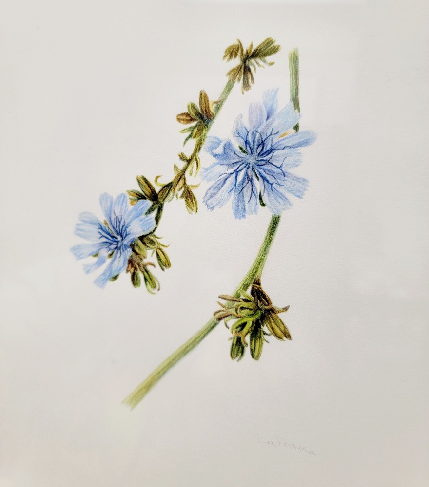 A watercolor drawing of a delicate blue flower on a white background.