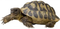 turtle turtle