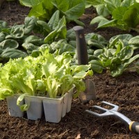 gardening gardening