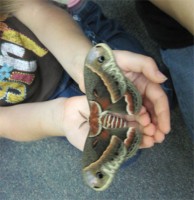 butterfly butterfly